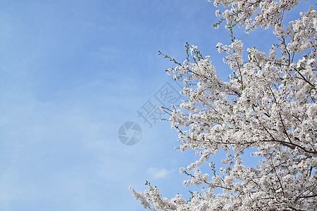 花樱花和蓝天 在卡库诺亚特角馆粉色晴天季节科学江户叶子图片