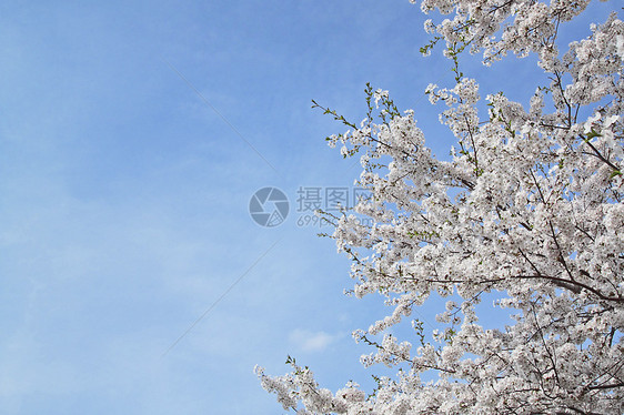 花樱花和蓝天 在卡库诺亚特角馆粉色晴天季节科学江户叶子图片