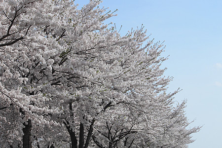 花樱花和蓝天 在卡库诺亚特晴天粉色江户叶子科学季节角馆图片