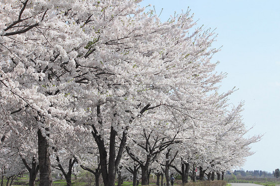 花樱花和蓝天 在卡库诺亚特晴天季节叶子粉色科学江户角馆图片