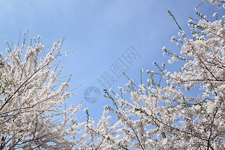 花樱花和蓝天 在卡库诺亚特季节晴天角馆科学江户粉色叶子图片