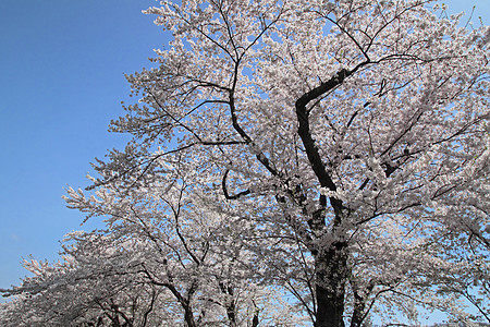 花樱花和蓝天 在卡库诺亚特江户叶子晴天角馆科学季节粉色图片