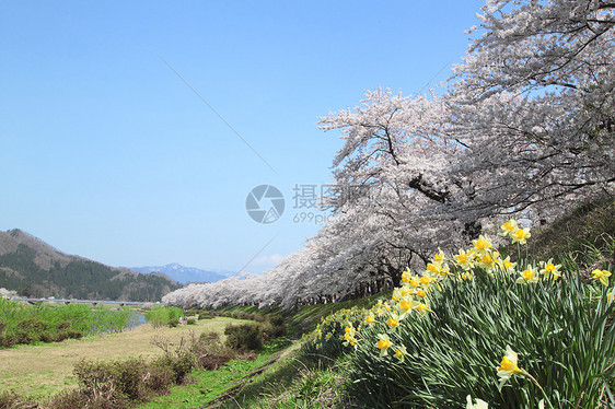 开花在Kakunolate的樱花晴天粉色叶子角馆科学黄色江户季节图片