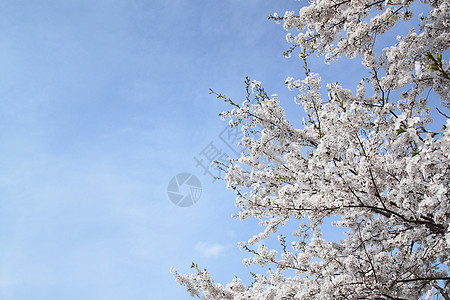 花樱花和蓝天 在卡库诺亚特叶子角馆季节江户晴天科学粉色图片