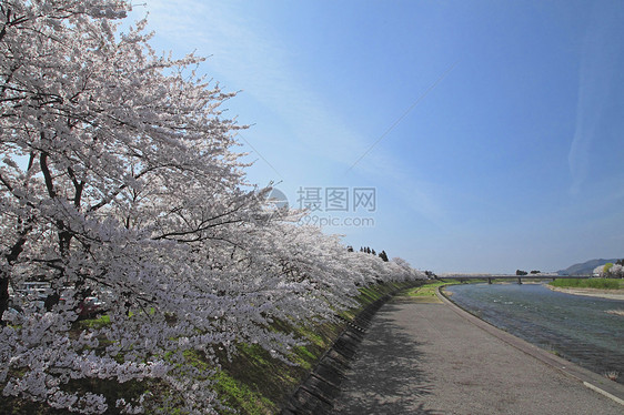 开花在Kakunolate的樱花江户叶子晴天角馆科学美丽粉色季节图片