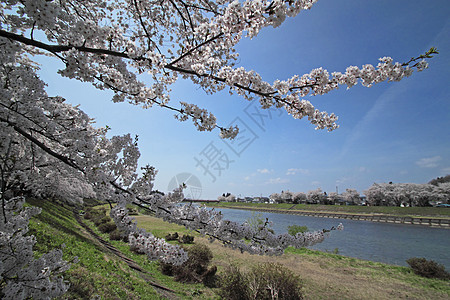 开花在Kakunolate的樱花角馆美丽晴天科学江户季节粉色叶子图片