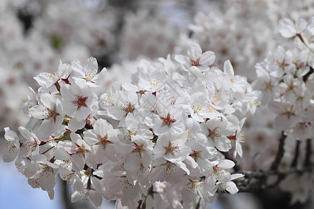 开花在Kakunolate的樱花江户季节角馆叶子晴天粉色科学图片