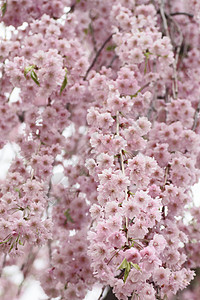 盛开的樱花花花朵花园粉色公园晴天图片