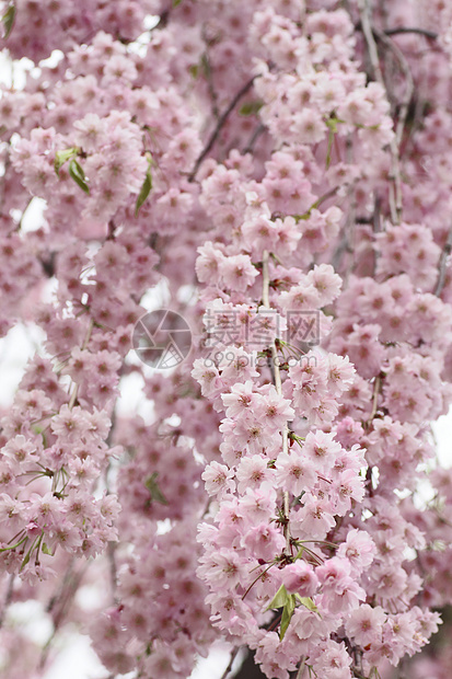 盛开的樱花花花朵花园粉色公园晴天图片