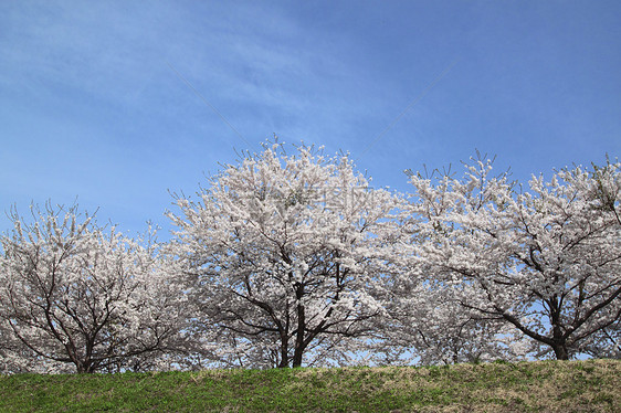 开花在Kakunolate的樱花江户季节科学叶子角馆粉色蓝天晴天图片