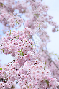 盛开的樱花花公园天空花园蓝天粉色晴天花朵图片