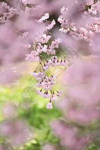 盛开的樱花花花朵晴天粉色花园公园图片