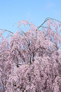 盛开的樱花花花朵粉色蓝天花园天空晴天公园图片