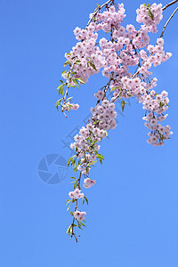 盛开的樱花花花园粉色花朵晴天公园图片