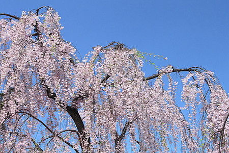 盛开的樱花花公园粉色樱花晴天蓝天花朵天空花园图片