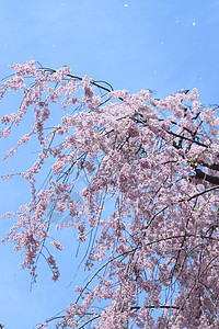 盛开的樱花花蓝天花园晴天公园花朵天空粉色图片