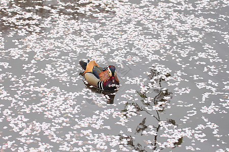 盛开的樱花花和普通鸭紫色鸳鸯池塘红色羽毛翅膀樱花鸭子反射游泳图片