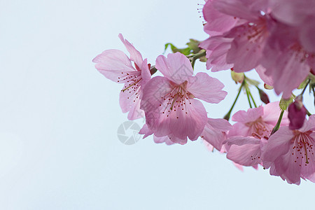 盛开的樱花花花园粉色晴天宏观天空公园蓝色花朵图片