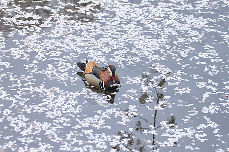 盛开的樱花花和普通鸭羽毛翅膀池塘紫色小鸭子红色橙子反射鸭子动物图片