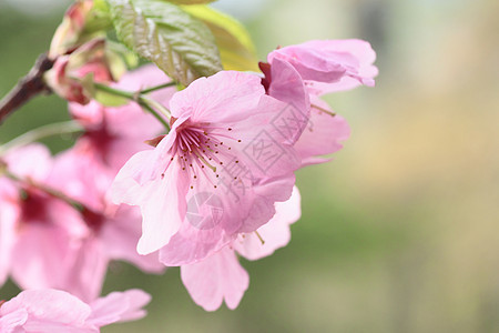 盛开的樱花花蓝色天空花朵粉色公园晴天花园宏观图片