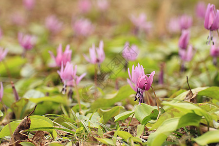 卡塔库里丙烯季节旅游公园荒野人群花园紫色生活绿色图片