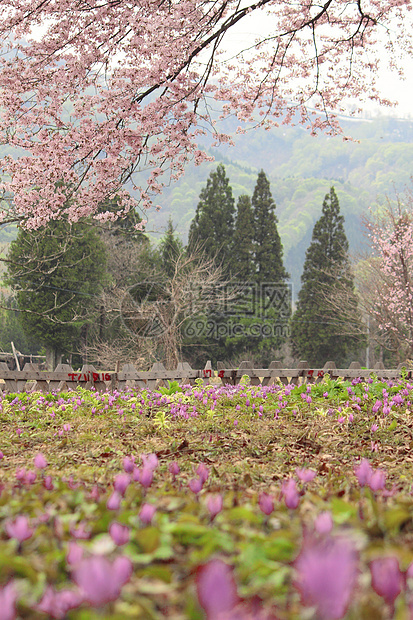 卡塔库里丙烯紫色生活樱花旅游人群粉色花园荒野公园绿色图片