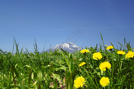 蒲公英和岩手黄色丁烯酸盐和Mt Iwate背景