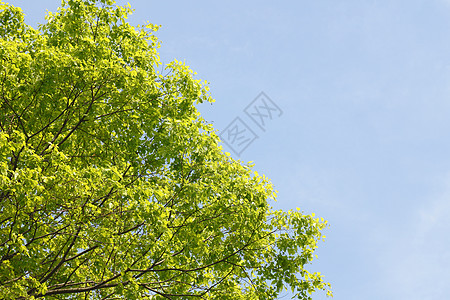 新的绿蓝天空生长森林叶子阳光树木光束太阳图片