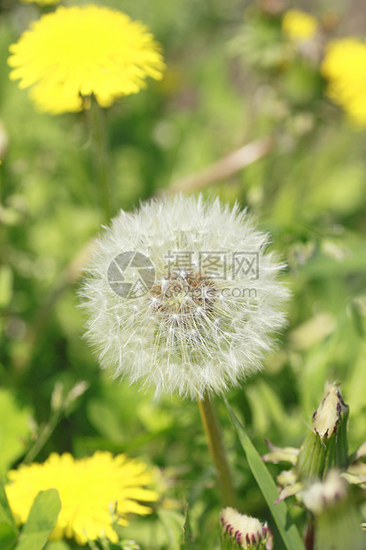 绿色草地上的白营养植物种子生长乳白色场地屏幕气泡飞机草本植物图片