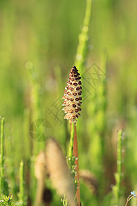 equisetum 静脉根茎植被马尾荒野编线植物群木贼森林植物草药图片