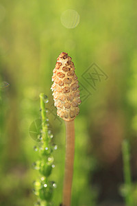 equisetum 静脉荒野根茎草药草本植物木贼马尾植物群植物绿色植被图片