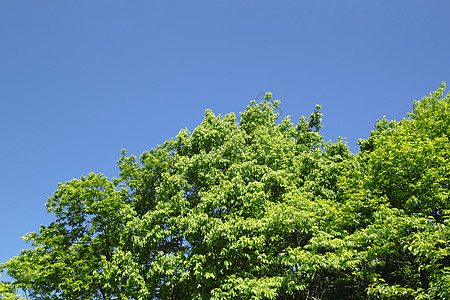 新的绿蓝天空森林叶子太阳树木光束阳光生长图片