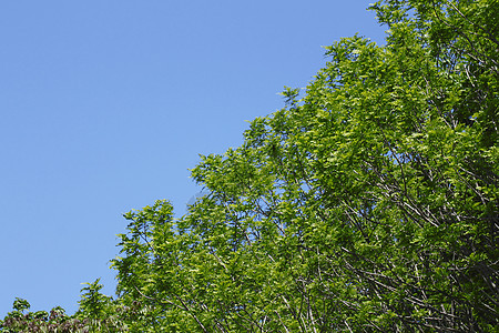 新的绿蓝天空森林树木光束阳光生长太阳叶子图片