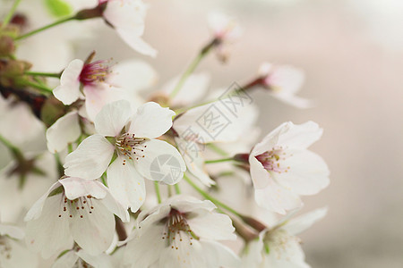 盛开的樱花花花朵粉色花园晴天公园图片