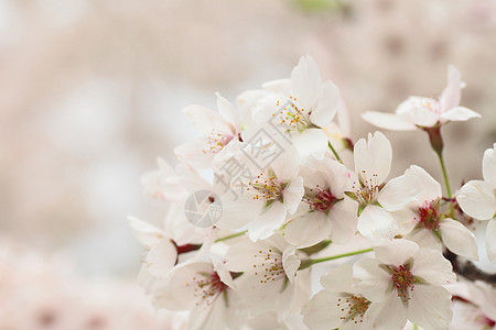 盛开的樱花花晴天花朵公园粉色花园图片