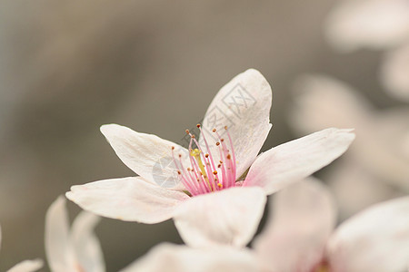 盛开的樱花花晴天公园粉色花园花朵图片