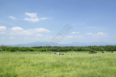 野外的牛和蓝色天空场地动物牛肉奶牛绿色农村阳光白色黑色牛奶图片