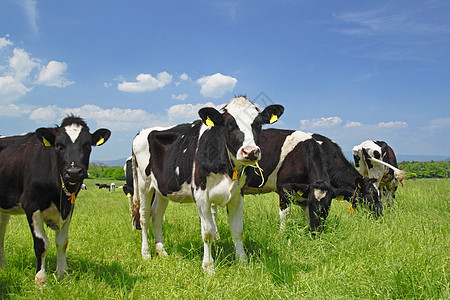 野外的牛和蓝色天空绿色场地白色阳光动物黑色牛肉农村农场奶牛图片