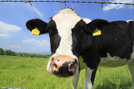 野外的牛和蓝色天空乡村阳光农村黑色牛肉白色场地农场牛奶奶牛图片