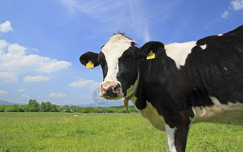 野外的牛和蓝色天空牛肉绿色农村动物白色阳光农场场地乡村牛奶图片