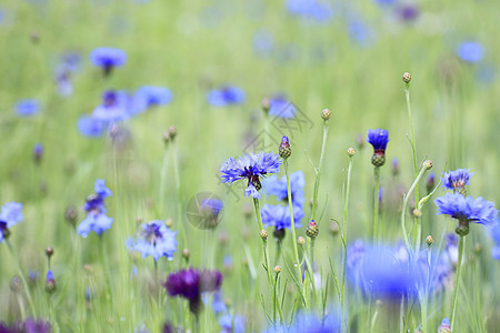 实地的蓝花药品蓝色雏菊植物群花瓣草地荒野叶子生长场地图片