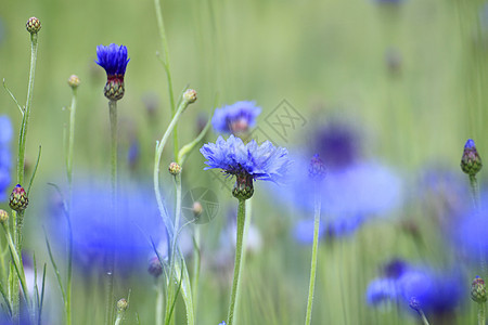 实地的蓝花蓝色药品花瓣植物群叶子场地雏菊生长植物荒野图片