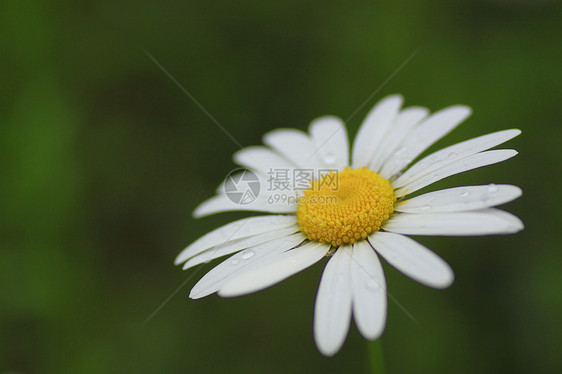 特写的近距离黄色场地白色植物荒野花粉植物群花园花瓣绿色图片