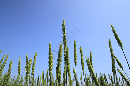 蓝色天空的小麦田小麦生产稻草阳光黄色种子植物绿色背景图片