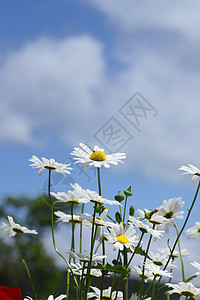 特写的近距离花瓣场地植物群绿色花园花粉黄色白色荒野植物图片