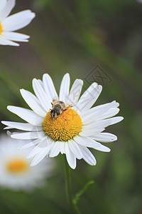 近距离的马格丽特人和蜜蜂绿色花粉荒野花瓣花园场地辉光植物群植物白色图片