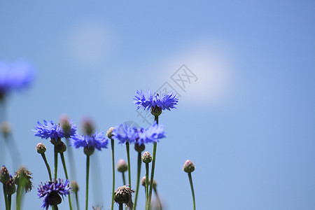 实地的蓝花花瓣蓝色植物群乡村植物雏菊荒野生长场地草地图片