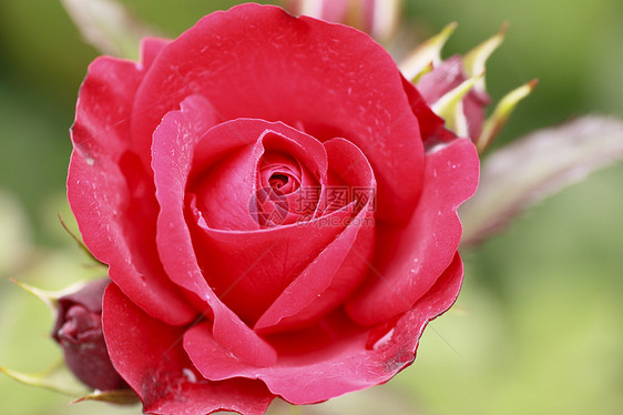 在花园中美丽的玫瑰红色树叶园艺花粉植物绿色图片