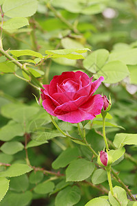 在花园中美丽的玫瑰绿色树叶花粉植物红色园艺图片