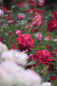 在花园中美丽的玫瑰绿色白色花粉红色树叶植物园艺图片
